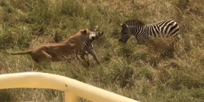 Zebra Mother Saves Her Baby From Lion