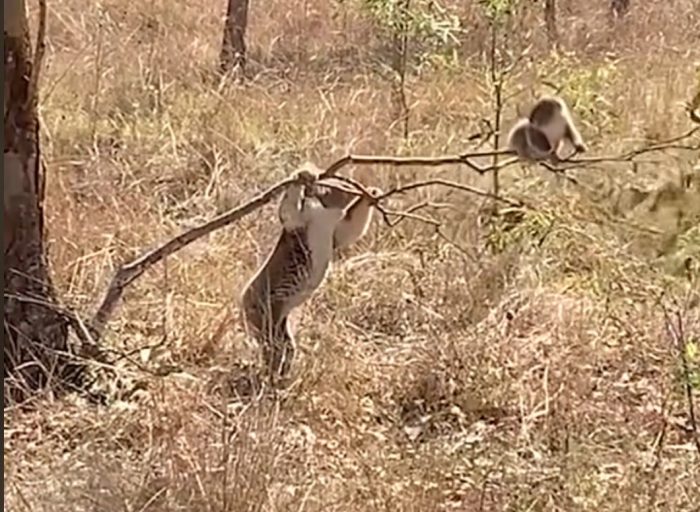 Koala Tries To Get Her Baby Down From Tree