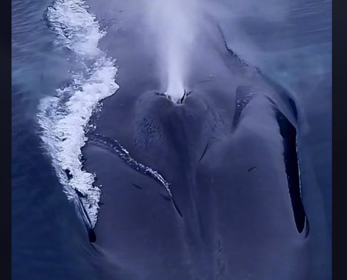 Beautiful Video With The Largest Animal On The Planet