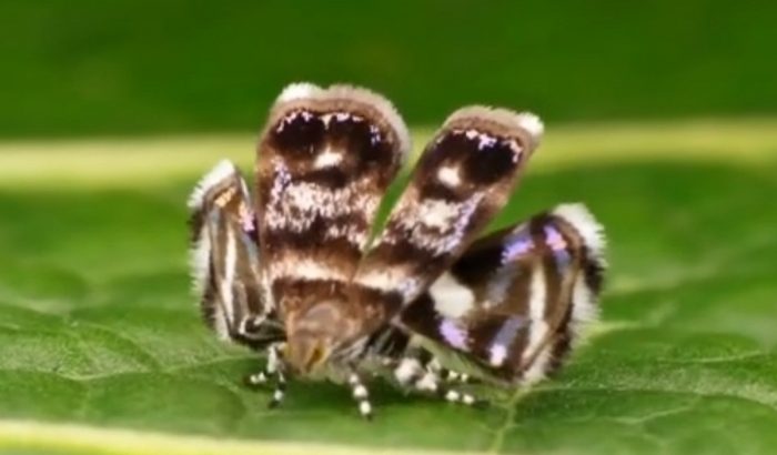 Metalmark Moth Mimicking A Jumping Spider To Avoid Becoming His Dinner