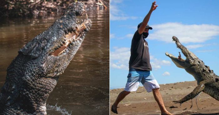 15 Fascinating (and Terrifying) Facts About Crocodiles That Will Blow Your Mind