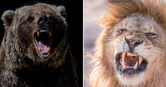 Who Would Win In A fight: The Mighty Lion Or The Powerful Grizzly Bear?