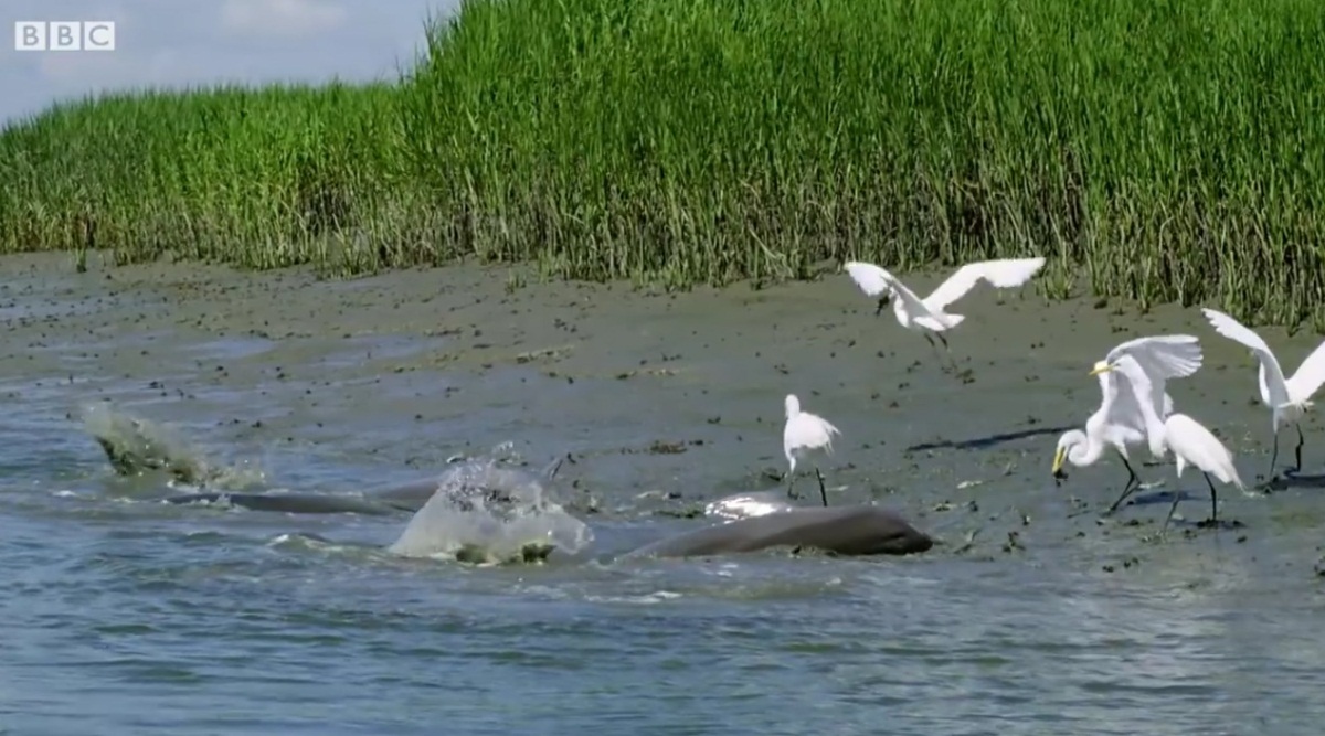 Dolphins Hunting And Opportunistic Birds