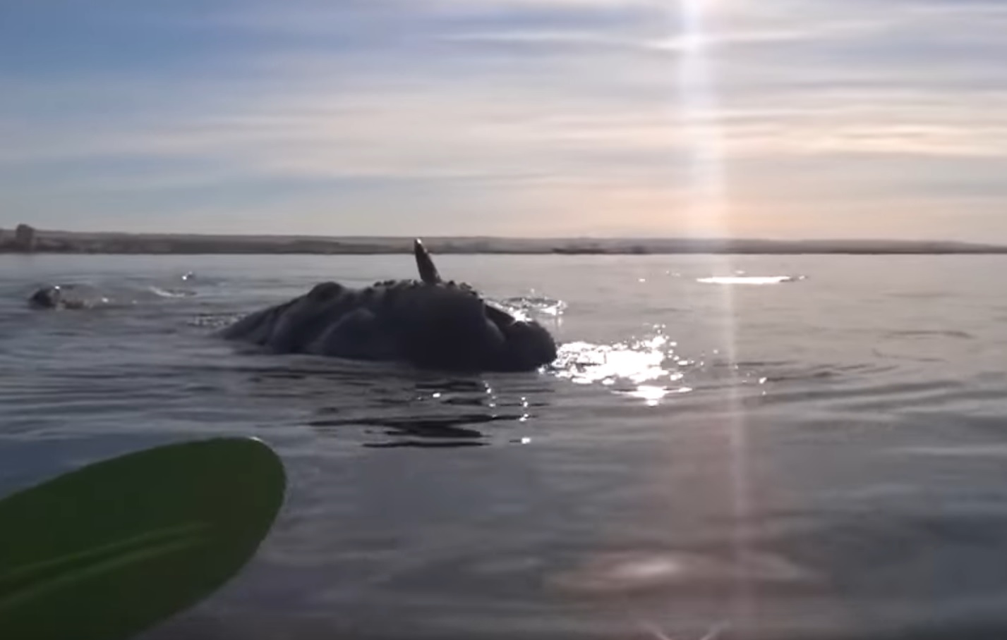Curious Whale Lifts Kayakers Out Of The Water