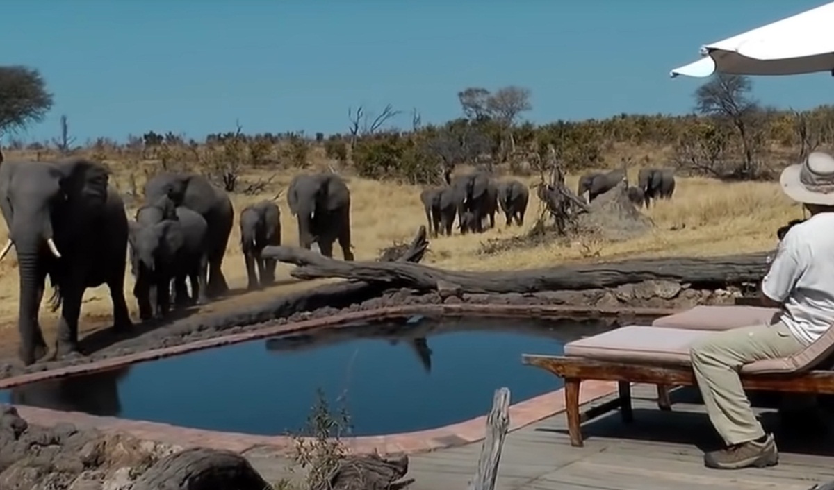 A Surprise Visit From Wild Elephants At Pool