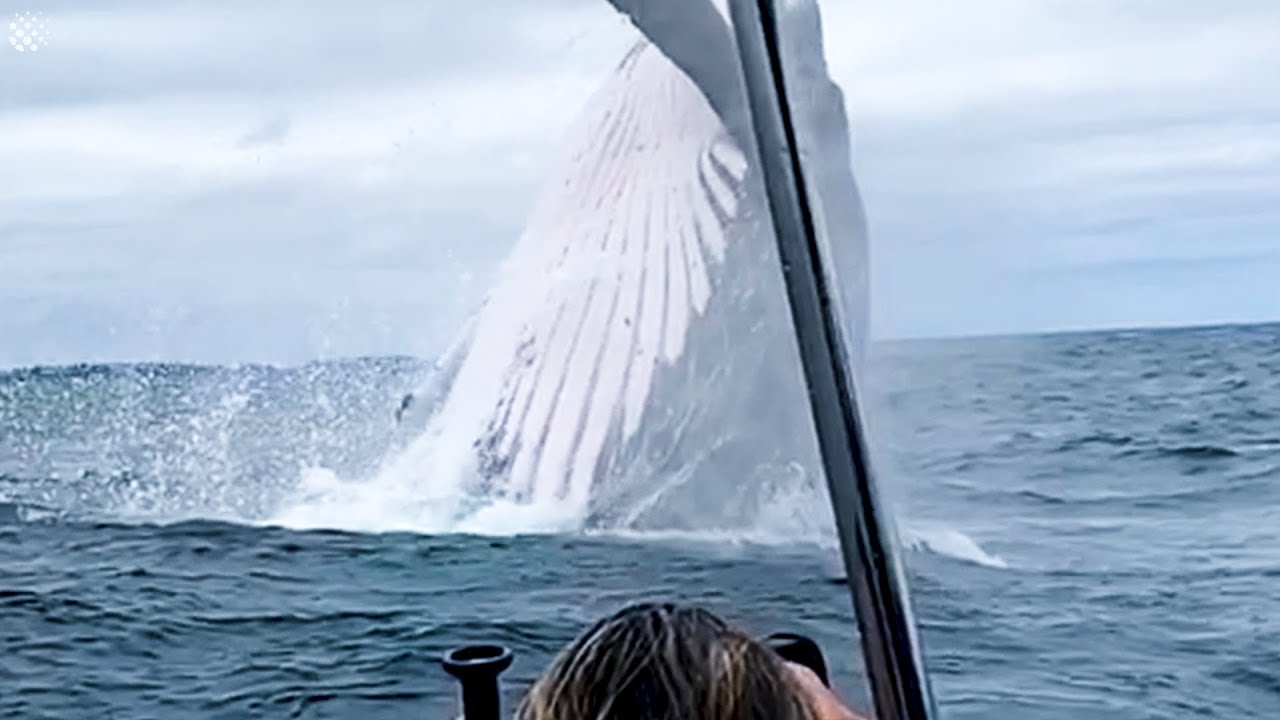 Incredibly Close Encounters With Whales