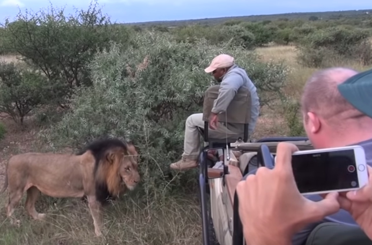 Lion Smells Guides Foot On Safari