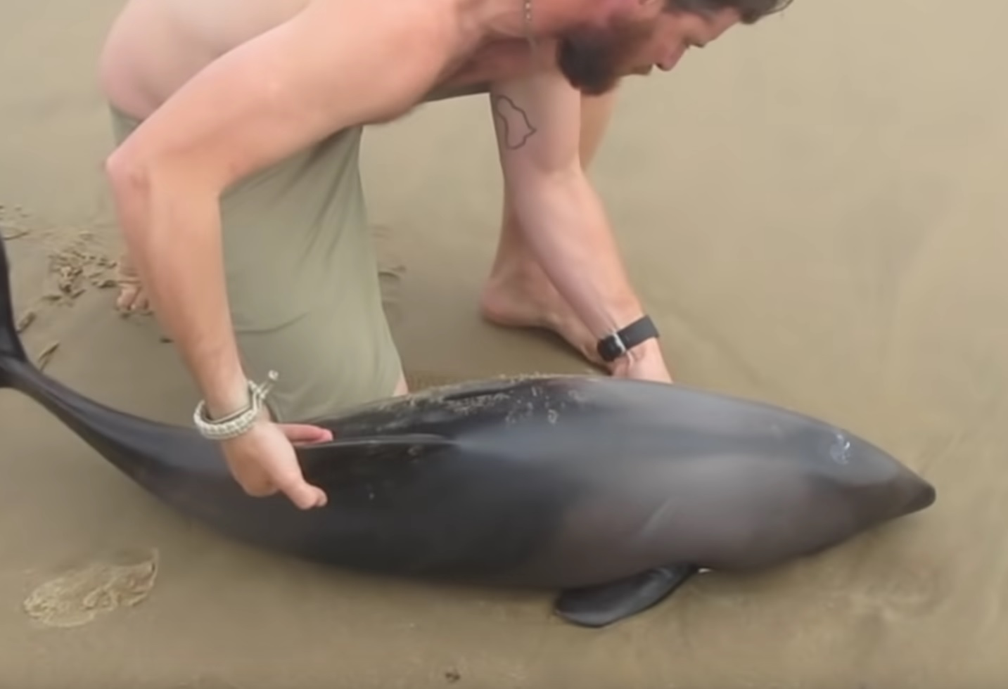 Man Acts Quickly To Save A Young Dolphin