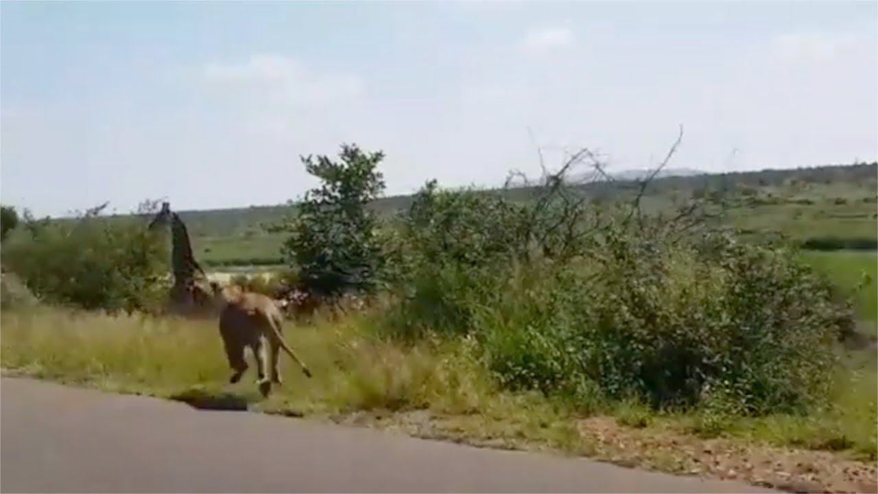 Overly Ambitious Lioness Lauches At Giraffes Neck