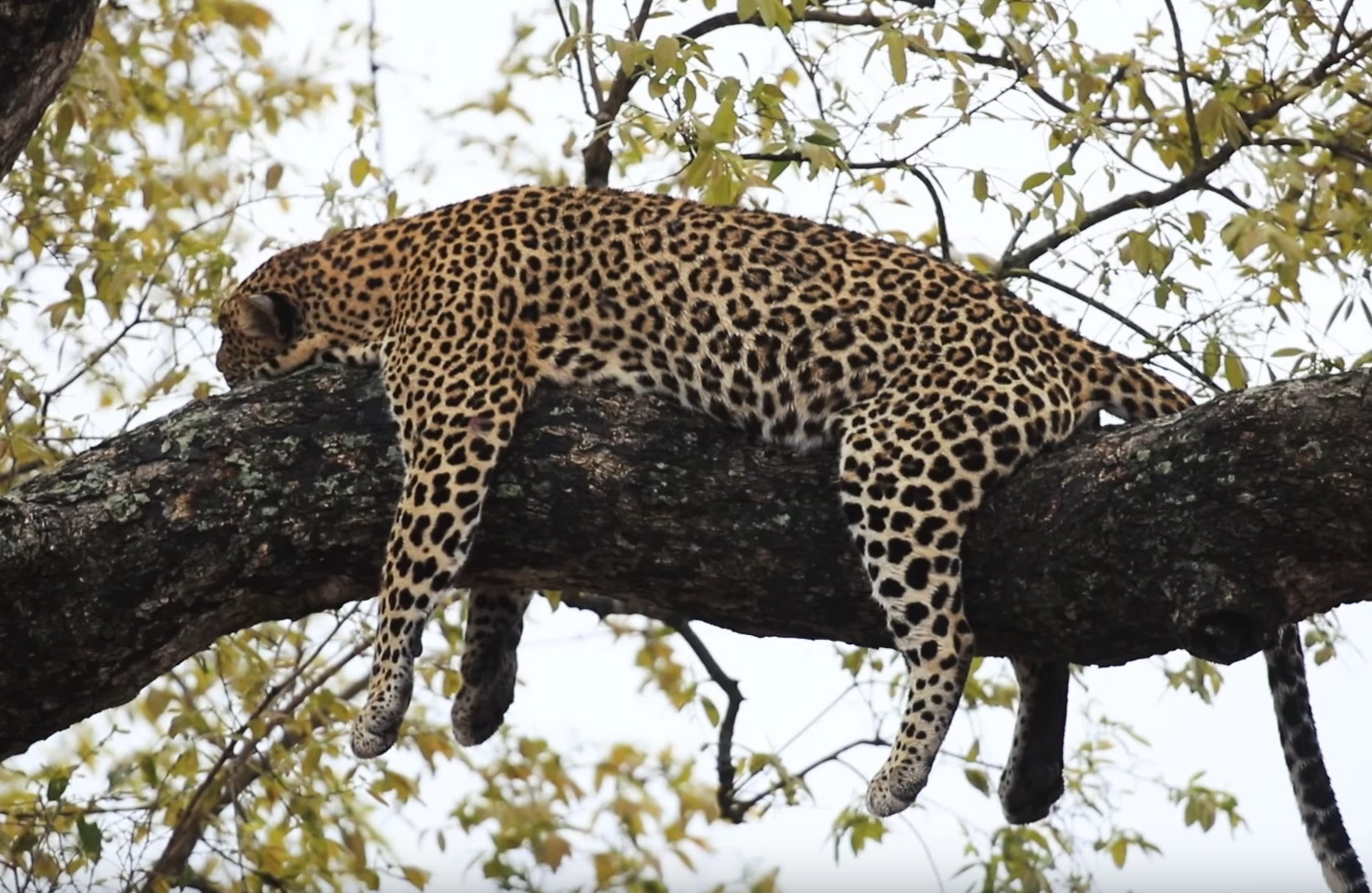 A Beautiful Leopard Taking A Nap