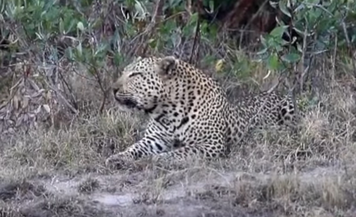 Male Leopards Fight And Baboons Try To Intervene