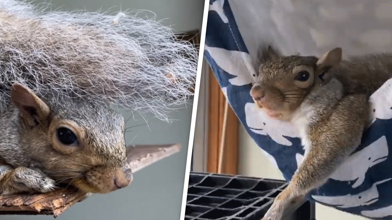 She Saved A Squirrel Life. Now He Refuses To Leave Her Home