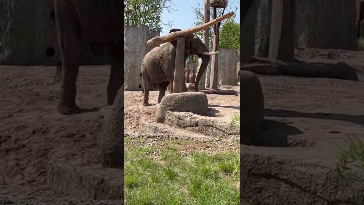 Elephant Does A Balancing Act