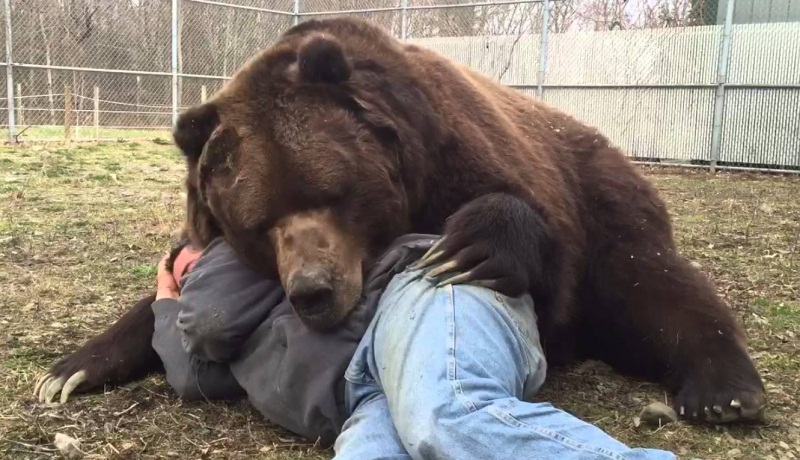 Bear Cuddling With Man