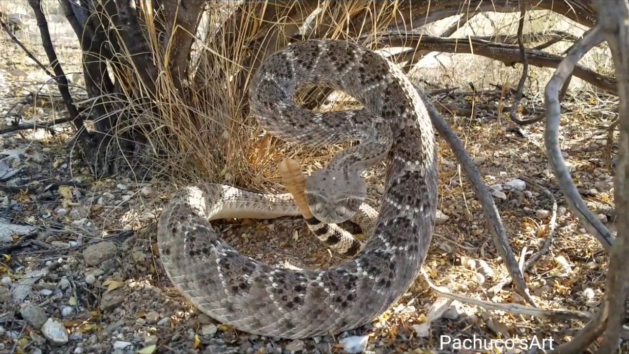 Man Gets Too Close To Snake And Gets A Warning