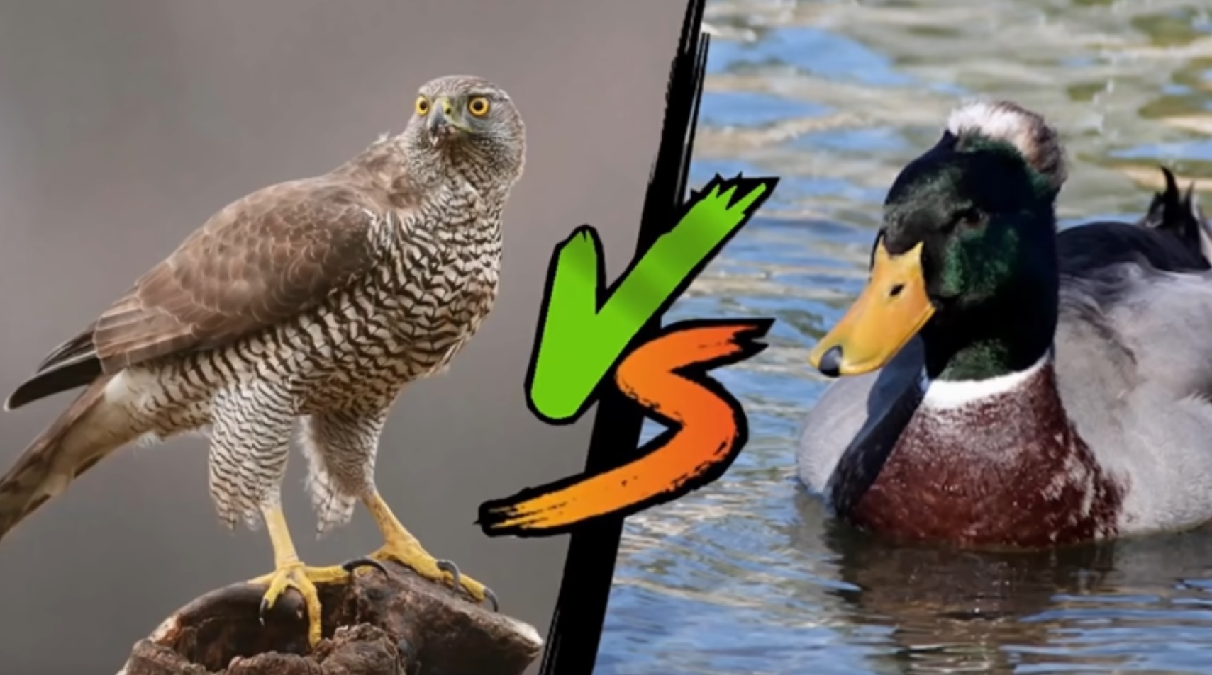 Epic Bird Battles Caught On Camera Compilation