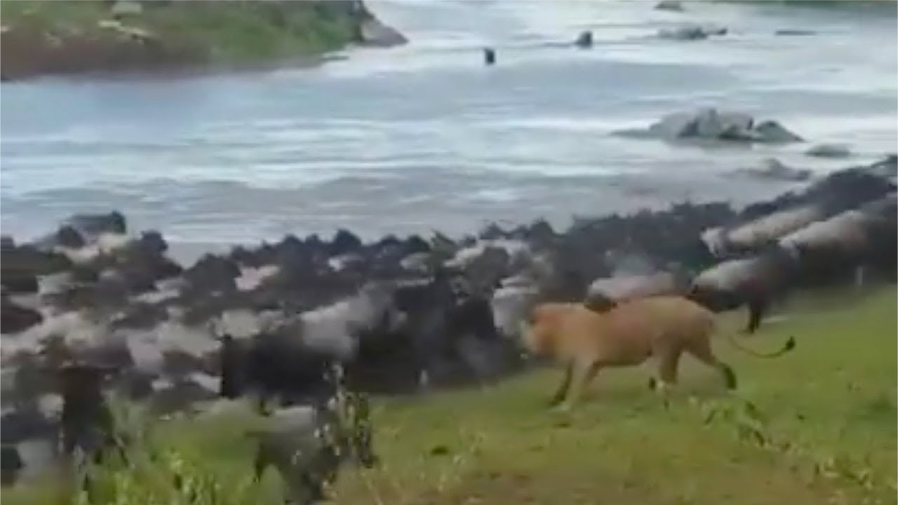 Lion Gets Confused By The Abundance Of Prey