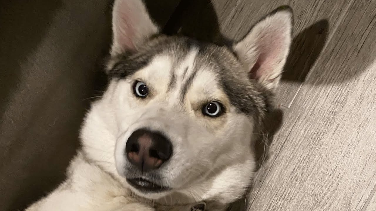 They Adopted A Husky.. And Discovered His Tantrum Problem