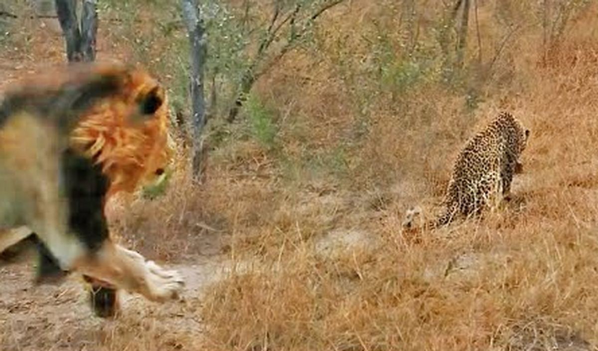 Lion Gives Leopard The Scare Of Its Life