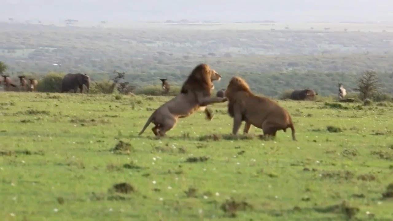 Male Lions Fight For Lioness Attention