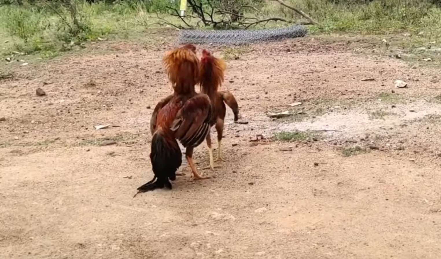 Can A Rooster Kill A Hawk ?