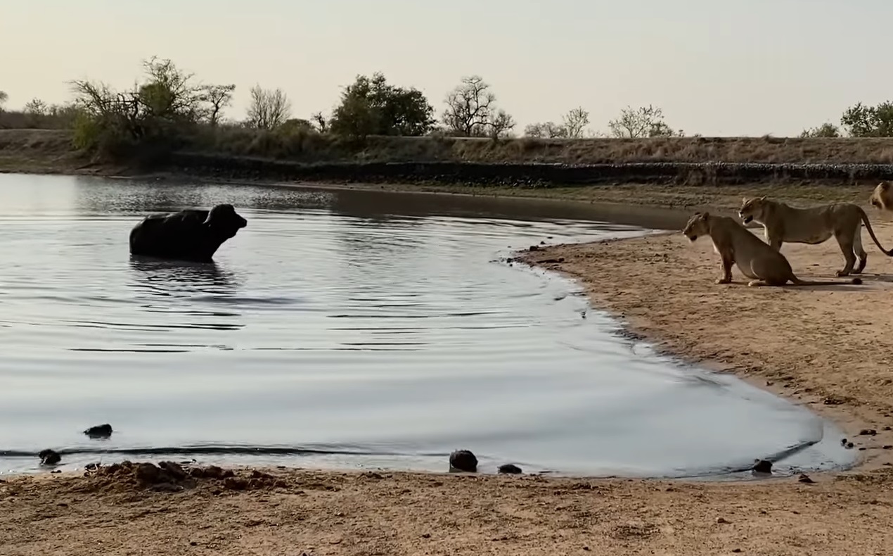 Buffalo Caught Between Crocodile And 23 Lions