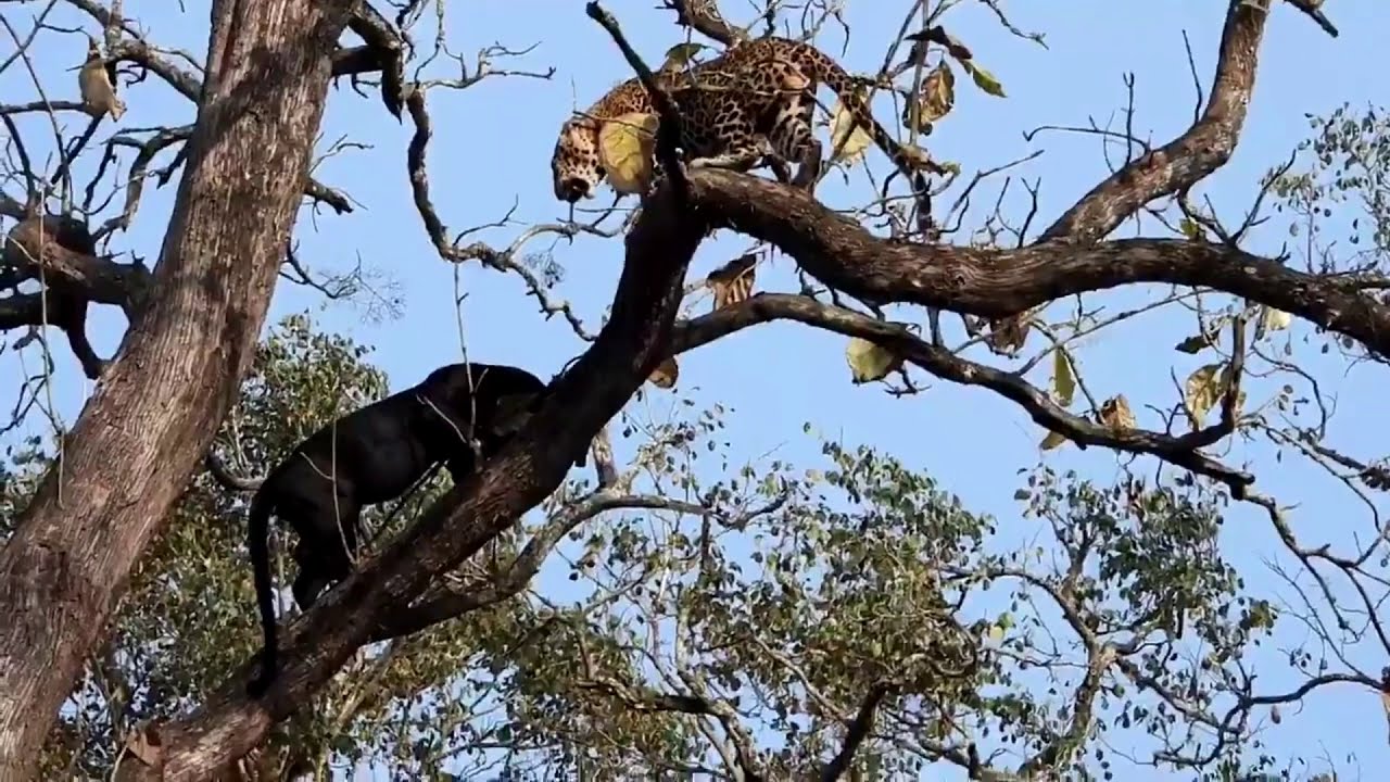 Black Panther Encounter With Leopard In Tall Tree