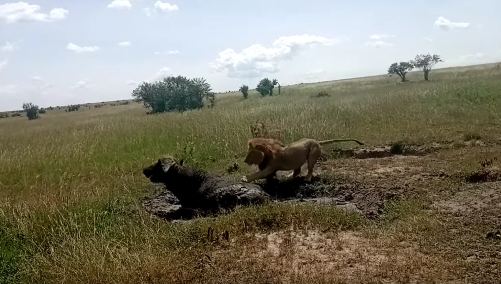 Lion Taps A Sleeping Buffalo And The Result Is Quite Funny