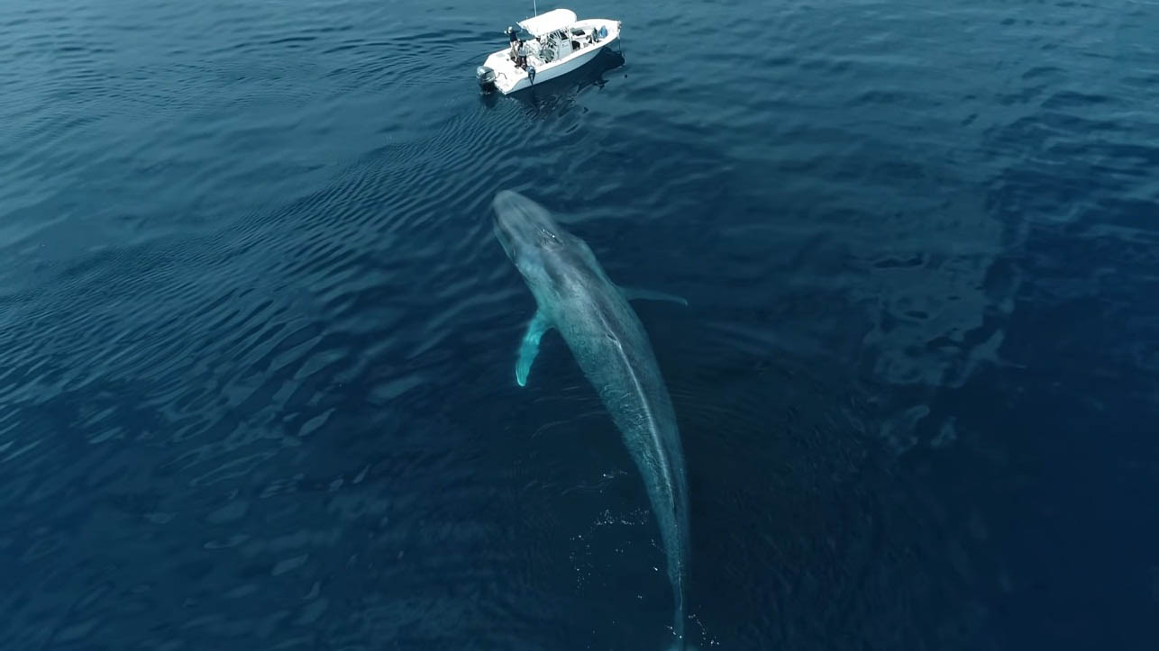 Incredible Blue Whale Footage