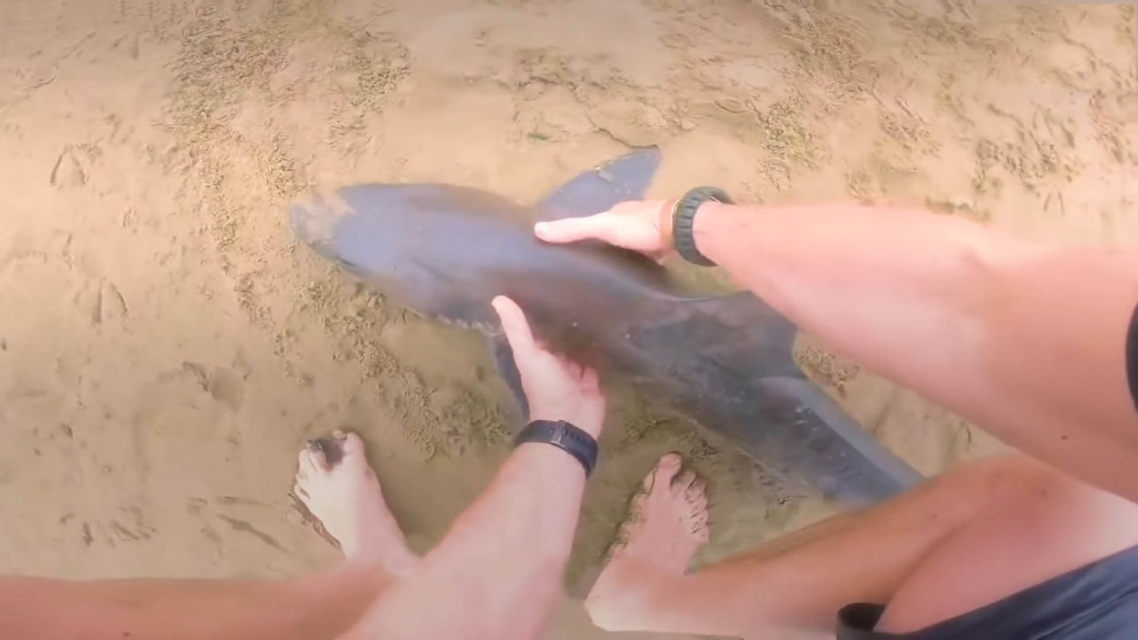 Guy manages to rescue 3 sharks using only his bare hands