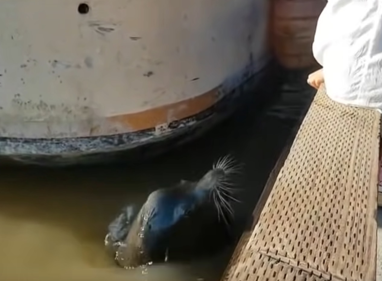 Sea Lion Grabs Girl Into The Water, A Truly Scary Moment