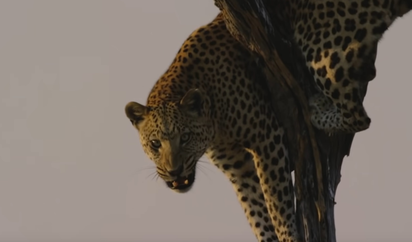 Leopard Attacks Film Crew