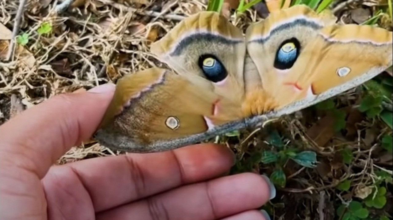 Woman rescues mama moth and decides to raise her babies