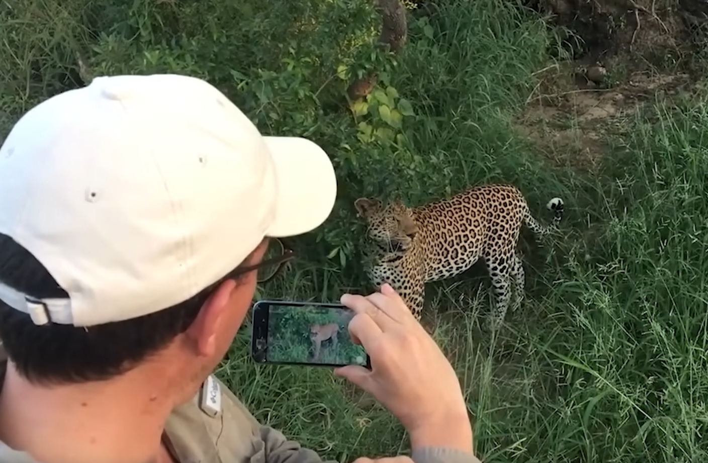 6 Scary And Intense Leopard Encounters