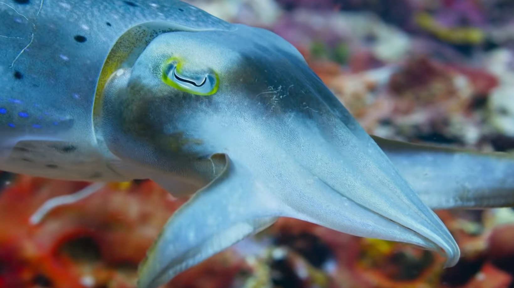 Cuttlefish Hyptonises Prey Video