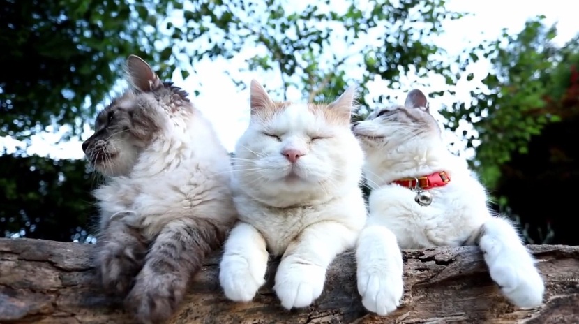 Beautiful Cats Relaxing in Nature