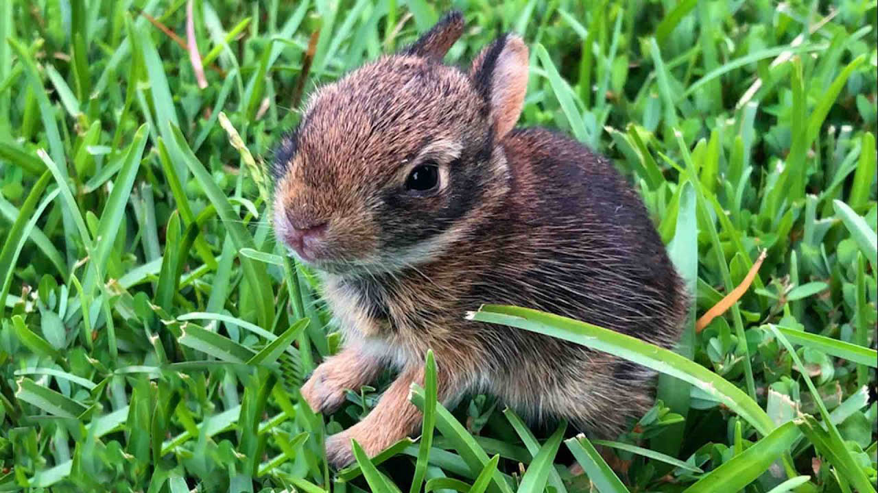 Woman saves newborn rabbit and takes care of her until she's ready to be wild