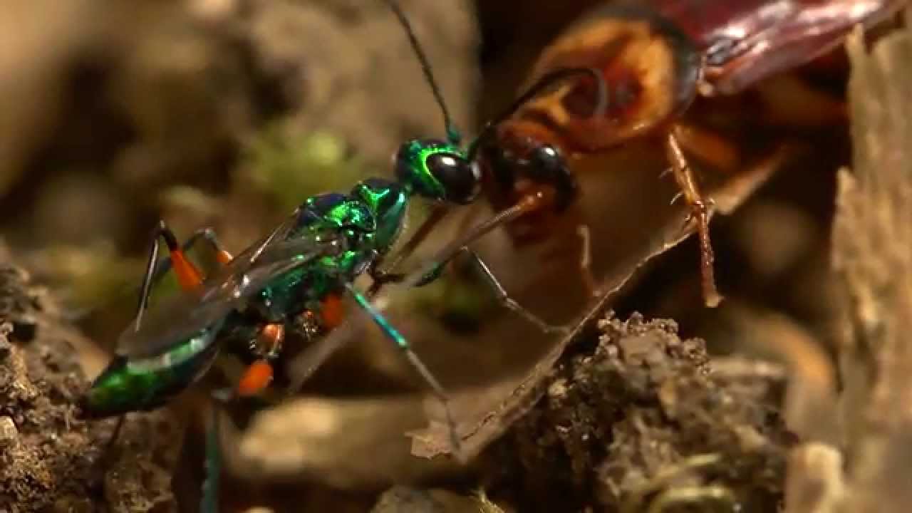 Wasp zombifies a cockroach