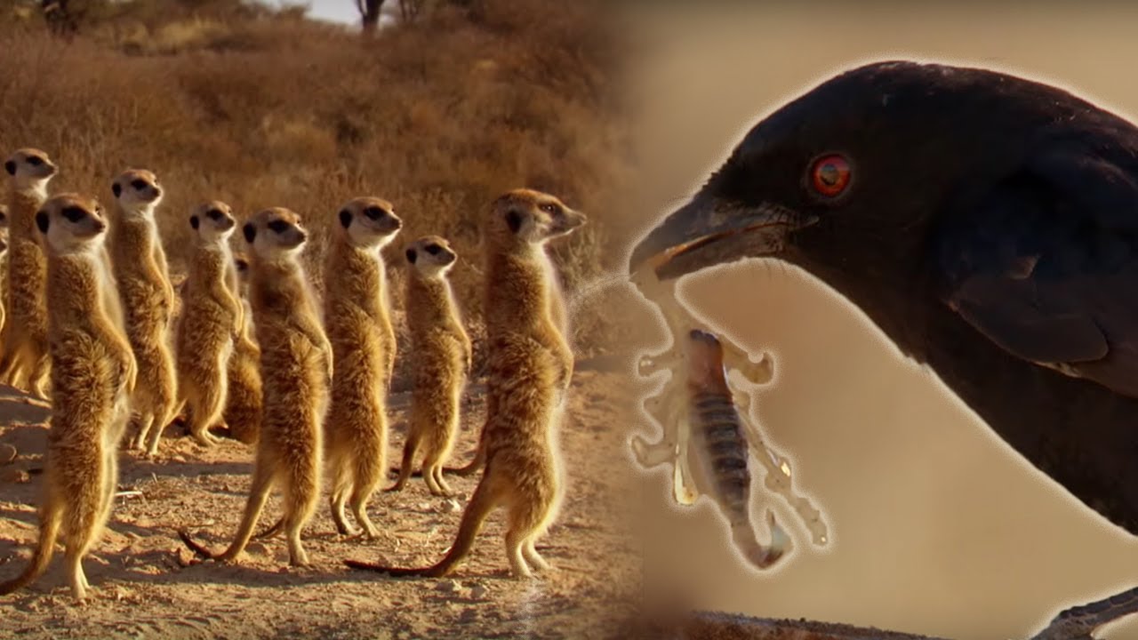 This bird outsmarted an entire gang of meerkats