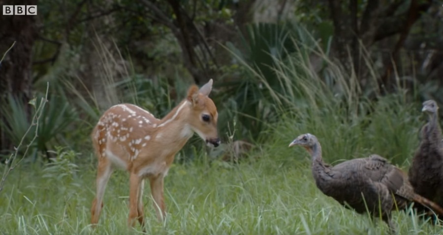 Deer Playing With Wild Turkeys