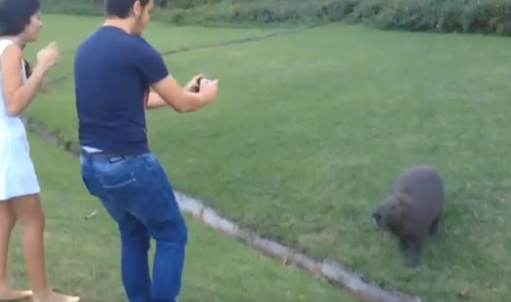 Capybara Attack Hilarious Video