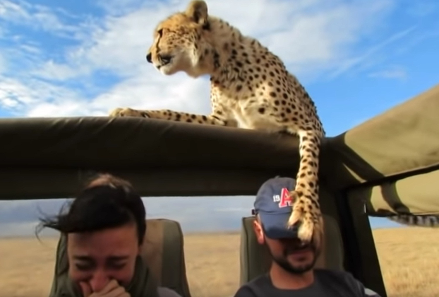 A Really Close Encounter With A Curious Cheetah Video