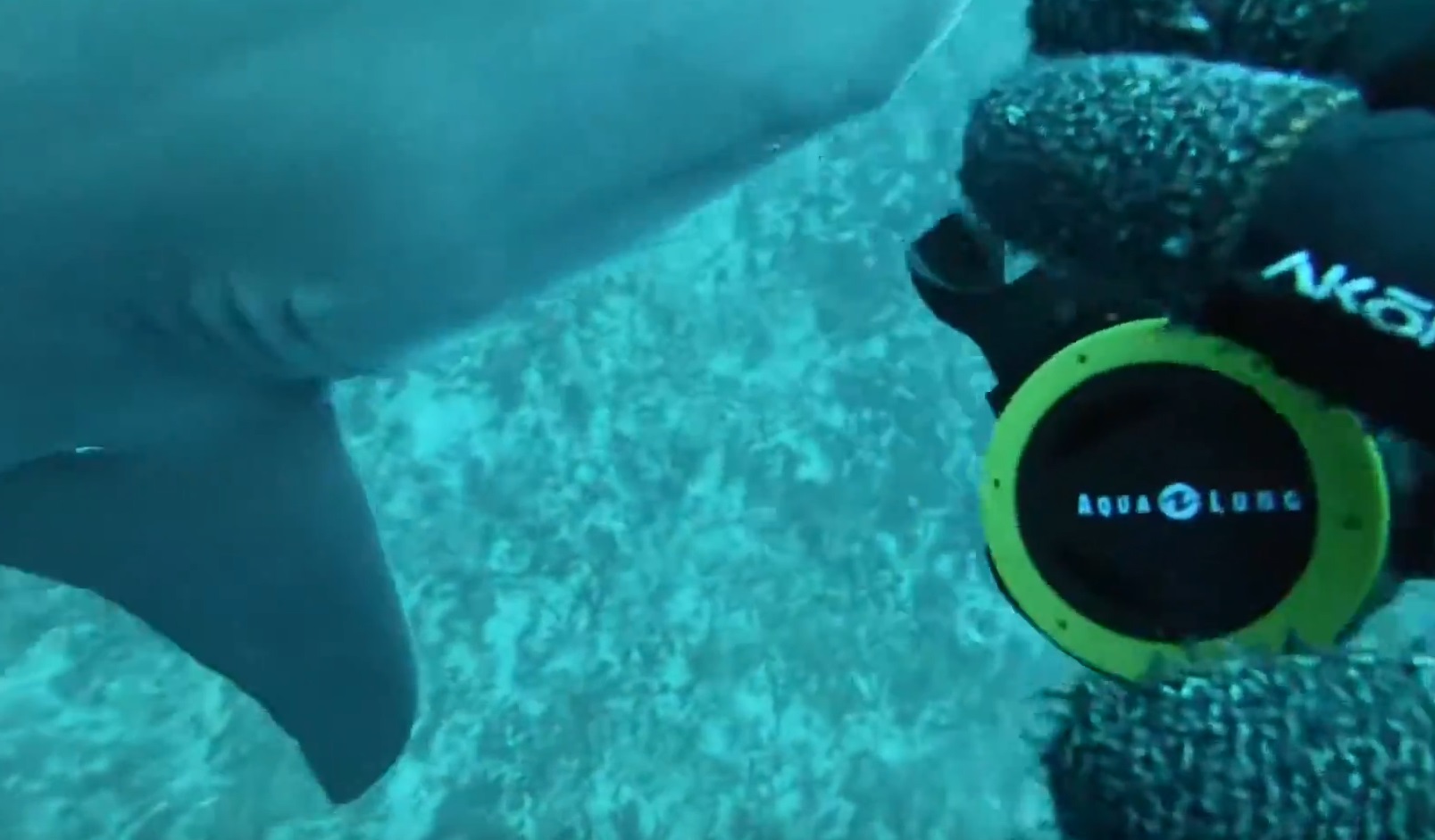 Shark Sneaks Up And Scares Diver