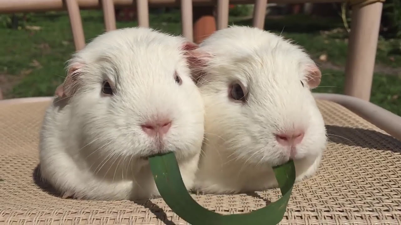 Guinea Pigs Tug-Of-war With Blade Grass Funny Video