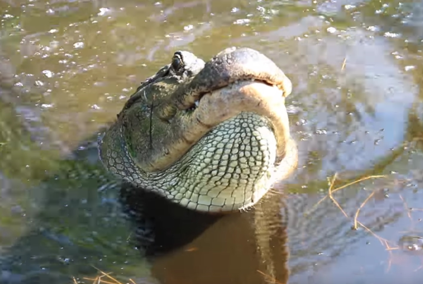 Aligator Growls Back To Human