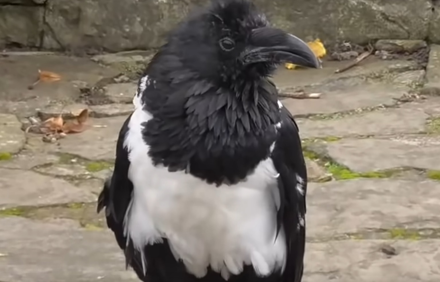 Talking Raven Fascinating Video
