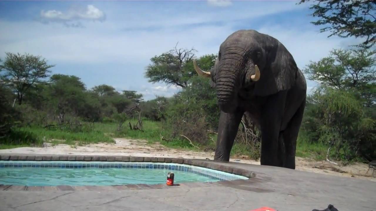 Elephant Crashes Pool Party Video