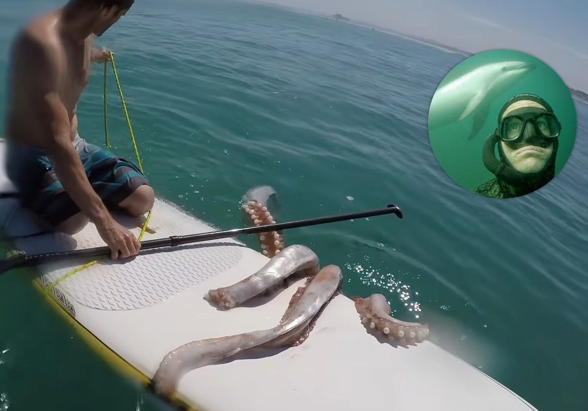 Huge Squid Wraps Tentacles Around Surf Board