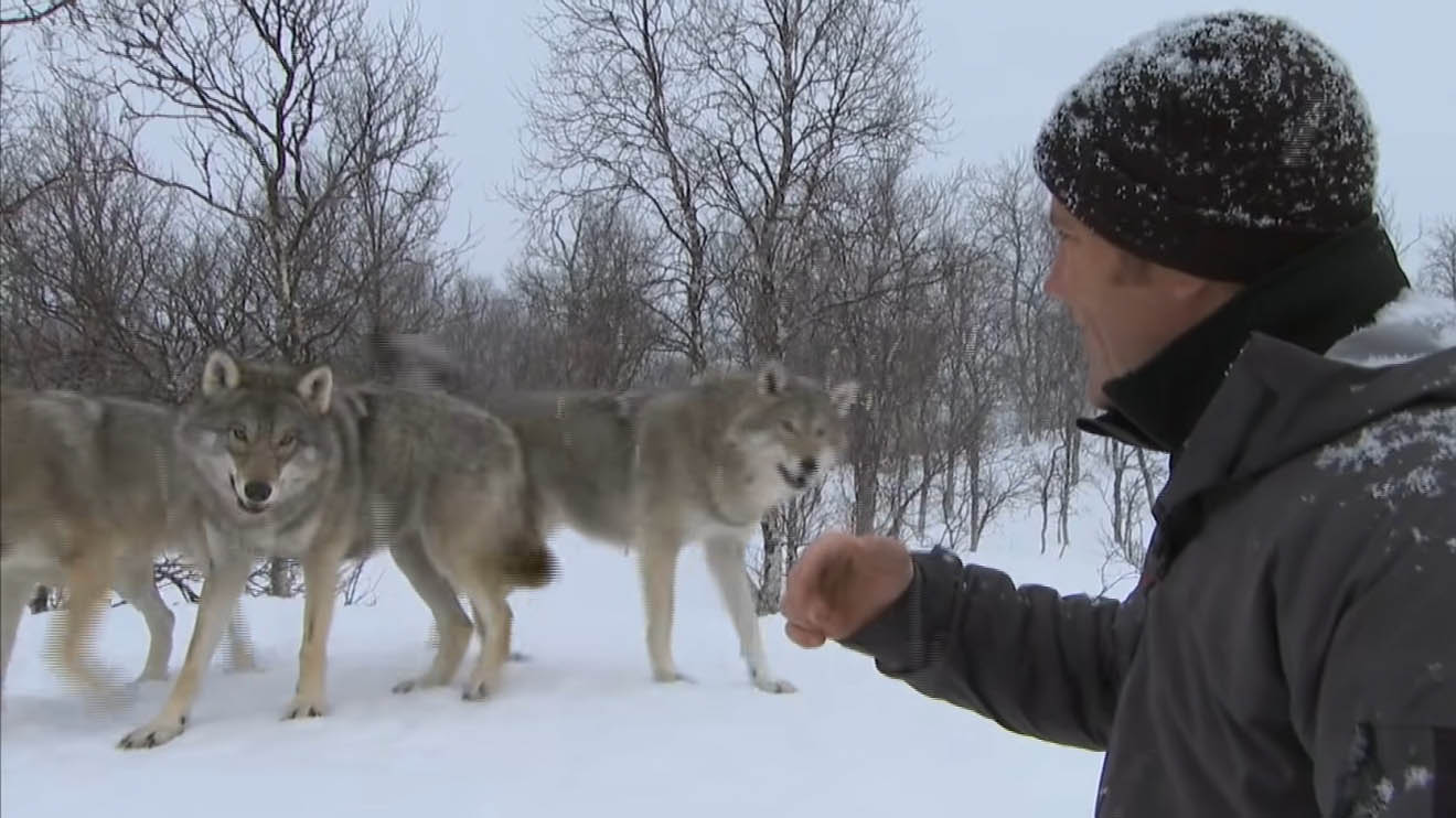 Meeting a pack of wild wolves