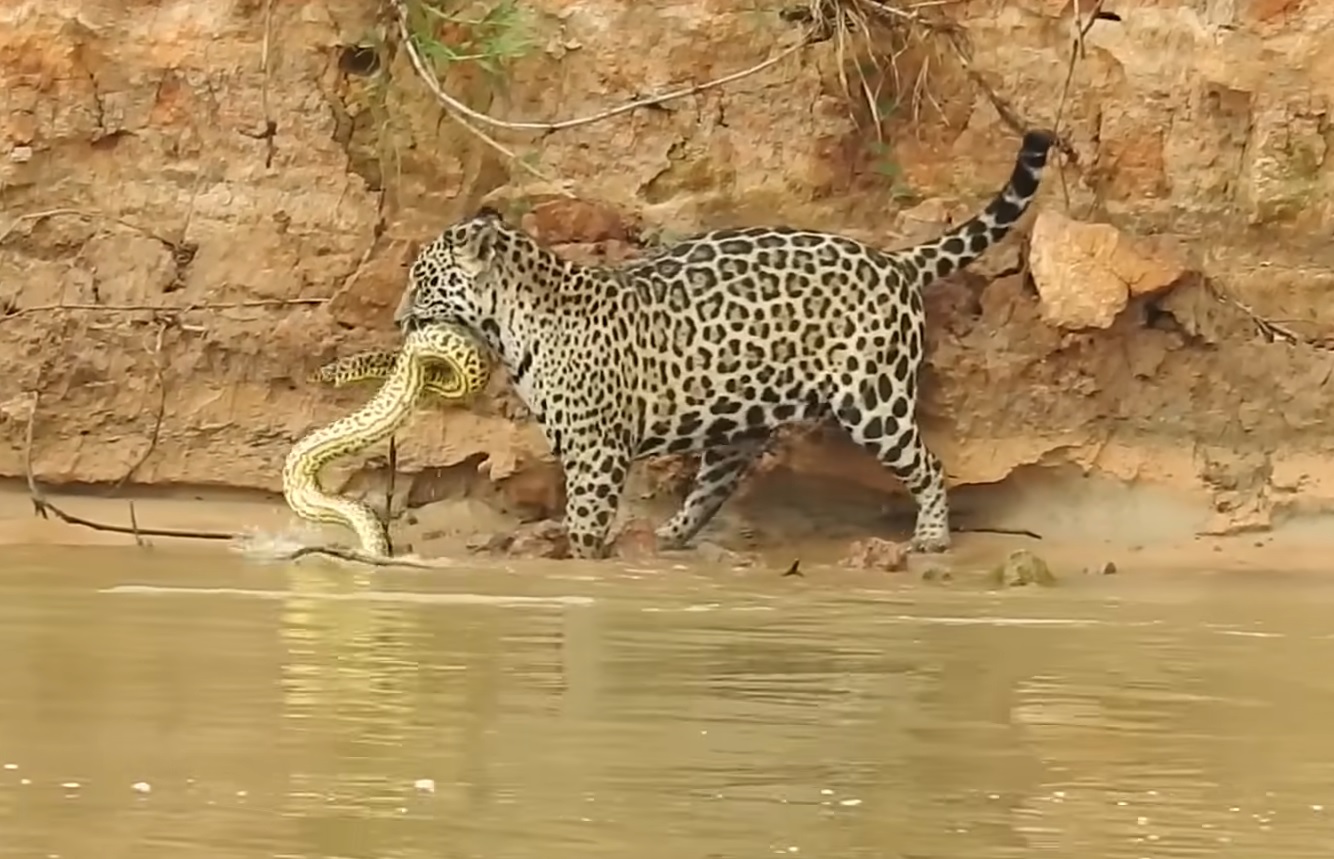 Jaguar Vs Anaconda Video